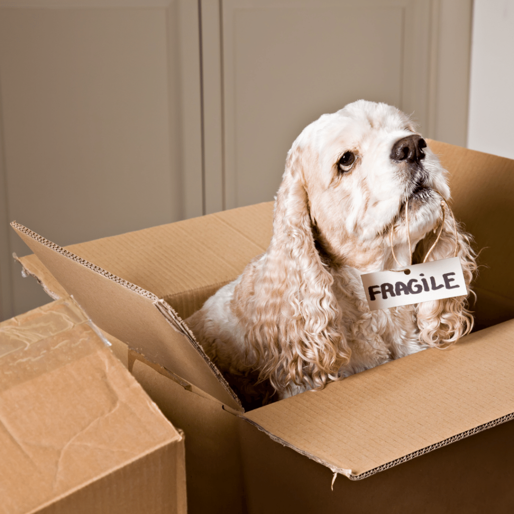 Moving with Pets: Tips for a Stress-Free Transition by First Rate Moving and Storage